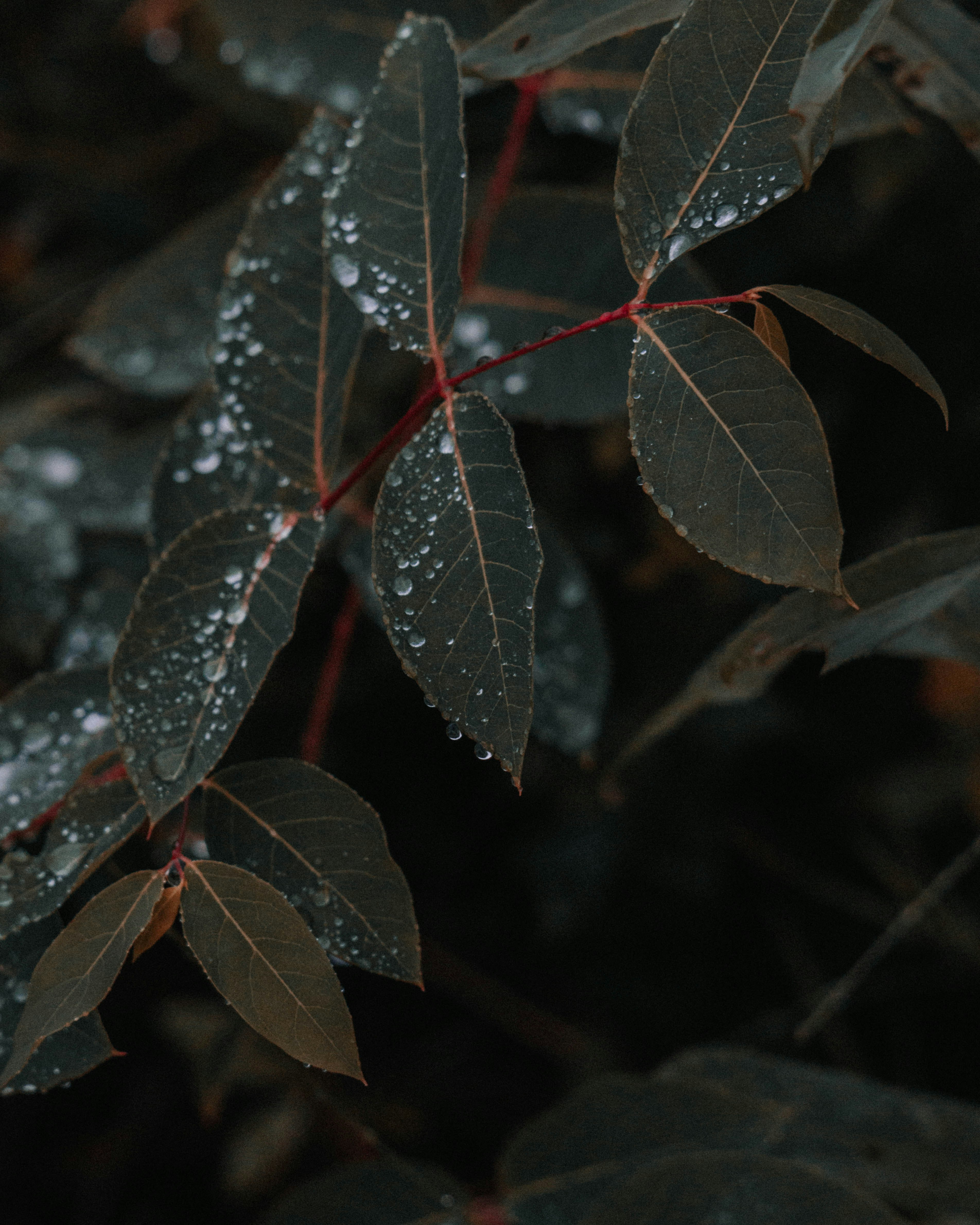 green and red leaves in close up photography